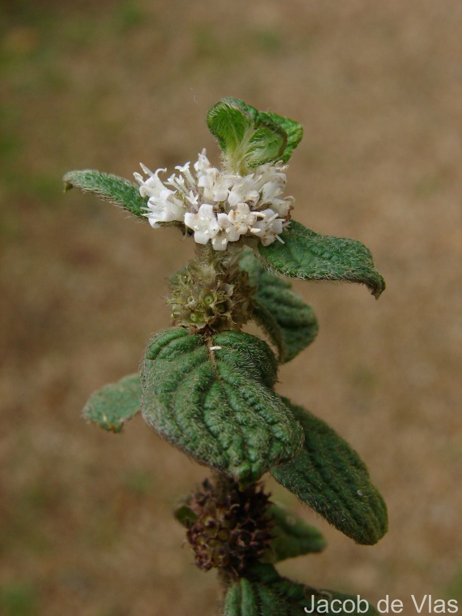Hedyotis ceylanica N.Wikstr. & Neupane